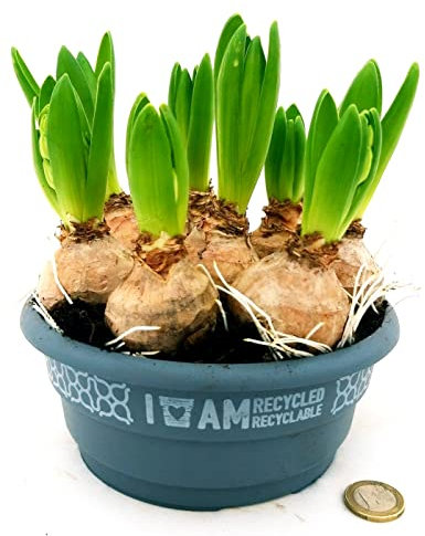 POWERS TO FLOWERS - GIACINTO BIANCO CIOTOLA 17CM DIAMETRO, pianta vera