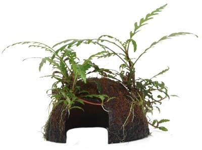 Aquarium Pflanze Hygrophila pinnatifida auf Kokosnussschale Nr.509 YCS | Wurzelstock Rhizom