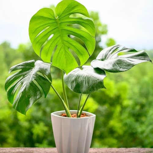 semillas de monstera jardín interior oficina Monstera deliciosa de bonsái interior sala 150pcs