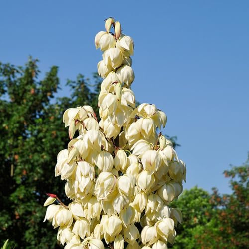 Semi di giglio palma, yucca, d'appartamento esotiche giardino 50pcs