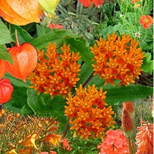 Paket Stauden Orange - 3m² - 24 Pflanzen (Kleincontainer)