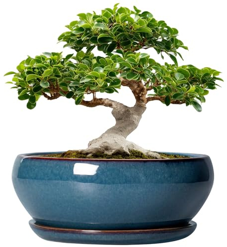 SQOWL Bonsai-Baumtöpfe – 30,5 cm große Keramik-Sukkulententöpfe, großer Flacher Übertopf mit Ablaufloch und Untersetzer, Schüssel, runde Pflanzgefäße für Innen- und Außenbereich, Hausdekoration