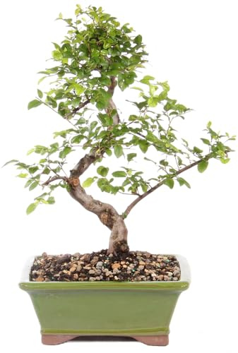 Brussel's Bonsai