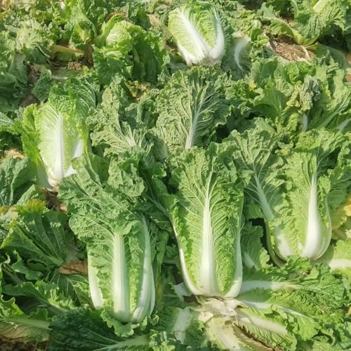 Col china, semillas de pak choi, verdes variedades de antiguas exótico resistentes extraño jardín semillas balcón 600pcs