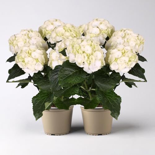 Hortensie weiß, Topf-Ø 13/14 cm, 7 Dolden, Höhe ca. 35 cm, 2 Pflanzen