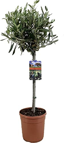 DECOALIVE Aceituno Natural Árbol de Aceitunas Olivo Copa