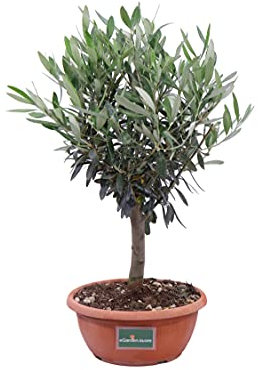 Bonsai di Olivo Bonsai pianta di bonsai Olea Europaea bonsai di ulivo bomboniera bonsai bonsai ornamentale pianta da esterno o interno pianta di bonsai vera venduta da eGarden.store (Ulivo Bowl 25 cm)
