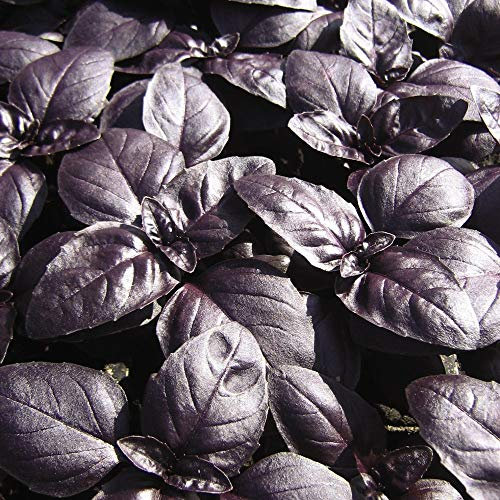 Basil Seeds Herb Half-Hardy Annual Garden Plants Grow Your Own 'Crimson King' 1 Packet of 150 Basil Seeds by Thompson & Morgan