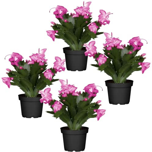 Cactus de la Navidad de Color Rosa | Pack de 4 Plantas | DECOALIVE | Plantas de Navidad Naturales