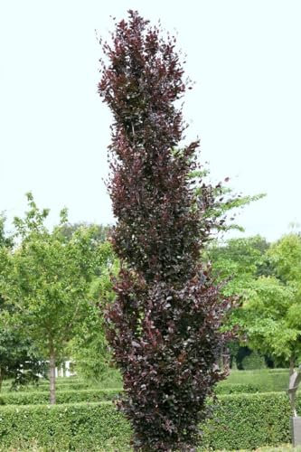 Blutbuche 'Rohanii' 125-150 cm Ballen Fagus sylvatica Heckenpflanze