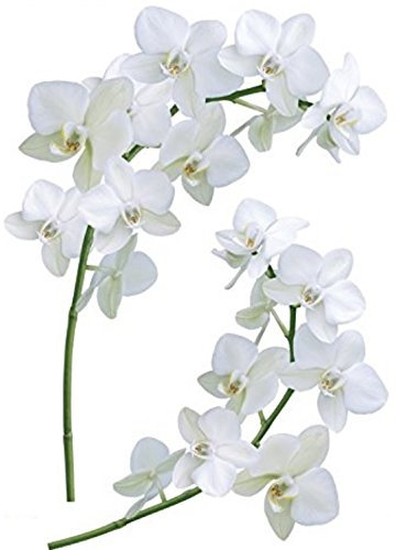 STICKER MURAL - 2 ORCHIDEES - 51.4 X 34 CM - 2 PLANCHES (soit 4 orchidées)