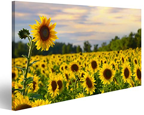 islandburner Image sur toile Un grand tournesol avec champ de tournesol et beau ciel du soir sur fond Poster Art mural Images d'art