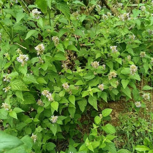 Semi di ortica profumata - giardino raro organico selvatiche ornamentali resistenti per giardini rocciosi verdi vecchie varietà 500pcs
