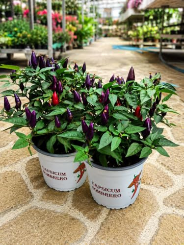 POWERS TO FLOWERS - CAPSICUM BLACK SOMBRERO, PEPERONCINO, VASO 13CM DIAMETRO, 2 PIANTE, piante vere
