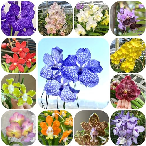 Orchidea Vanda - di selvatici esotici decorazione organica per balcone giardino di interno balcone recisi ufficio sempreverdi 350semi