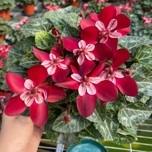 semi di ciclamino ombra selvatici rara d'appartamento Decorazioni 70pcs