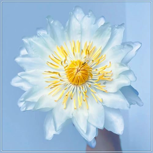 Nenúfar flotante de fácil cultivo, ideal para decoración de jardines, acuarios y peceras-60bulbos-J