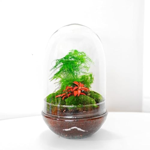 Terrario Plantas Cristal - Cápsula con Esparraguera y Fittonia Rosada | Jardin Eterno en Cristal o Ecosistema Cerrado | Ideal para Decoración Hogar | Terrarios Autónomos | Medidas: 30 x 19 cm