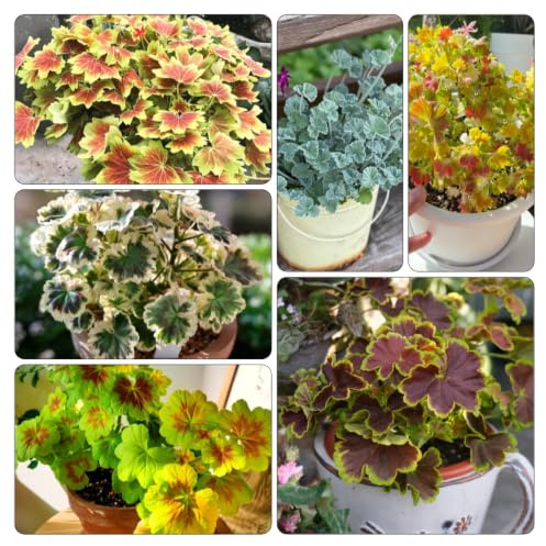 semi di geranio Aiuole rialzate il giardino decorazioni 500pcs