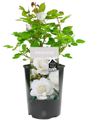 Rosal Grandiflora Blanco Flores Naturales que Elevan la Estética de tu Jardín