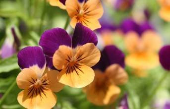 Multicolore: plante de jardin fleuri viola del pensiero misto colore rosso colorato giallo Pansy blu/luminoso del seme miniascape 50 / sac de montre bonsaï