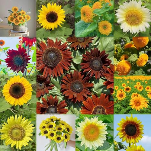 sonnenblumen balkonblumen balkon deko sonnenblumensamen kaufen hochbeete für garten stauden winterhart mehrjährig blumensamen bienenfreundlich balkonpflanzen 100samen