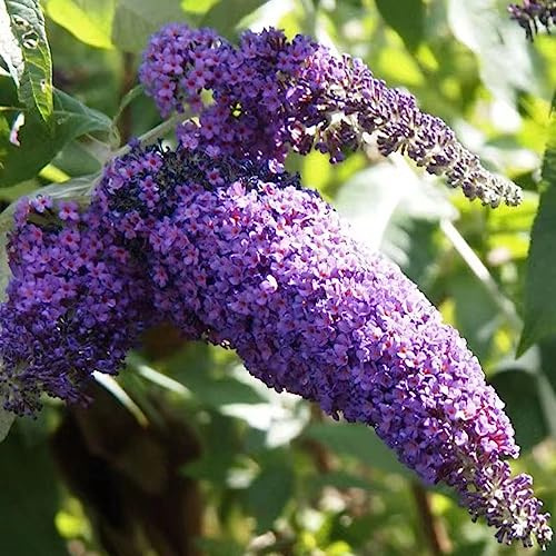 Buddleja, lillà estivo - semi di esotica balcone giardino roccioso, selvatici Semi di selvatici biologici resistenti al freddo 100semi