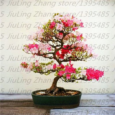 Green Seeds Co. 100 pezzi/borsa 10 tipi di piante di azalee pianta di rododendro, piante bonsai da giardino rare, come fiori di ciliegio giapponese Sakura: 1