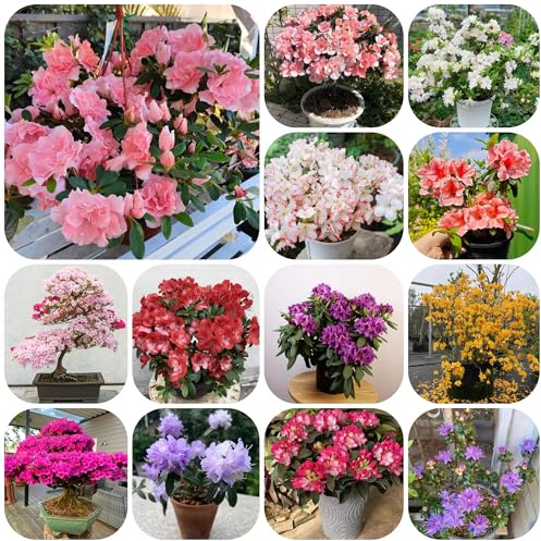 azalea - d'appartamento sempreverdi rododendro autunnali per zone soleggiate recisi interno insoliti balcone primaverili giardino 160semi
