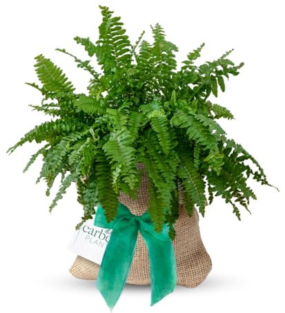Carbeth Plants Boston Fern Indoor Plant Gift Wrapped – Personalised Message – Present Idea for Women, Friends and Loved Ones – Air Purifying & Easy to Care