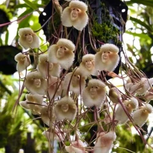 semi di orchidea scimmia, dracula simia, luoghi soleggiati, orchidea faccia di scimmia di orchidea decorazione da giardino per esterni, 70pcs