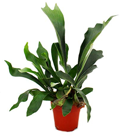 Exotenherz - Platycerium bifurcatum - Geweihfarn im 12cm Topf