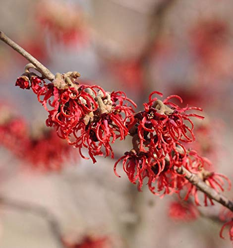 Zaubernuß Rubin 30-40cm - Hamamelis intermedia - lebende Gartenpflanze aus den Baumschulen
