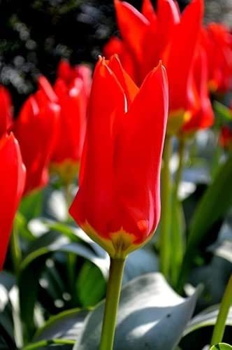 5Pcs Outdoor Garden Piantare a Fioritura Perenne Decorazione Tulip Bulbi