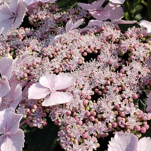 ortensia semi di autunno, semi esotici serrature balcone estate Copertura 30pz