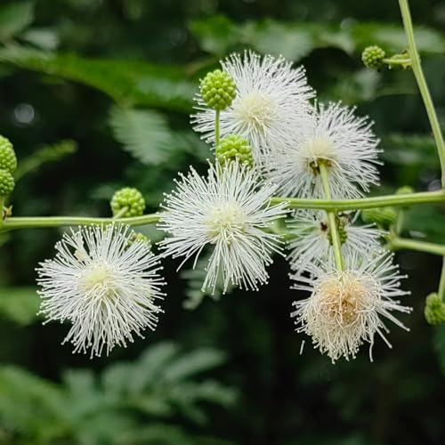 Mimosen - blumensamen stauden winterhart mehrjährig gartendeko für draußen bodendecker seltene alte sorten schmetterlingswiese geschenke für gärtner steingartenpflanzen 50Samen