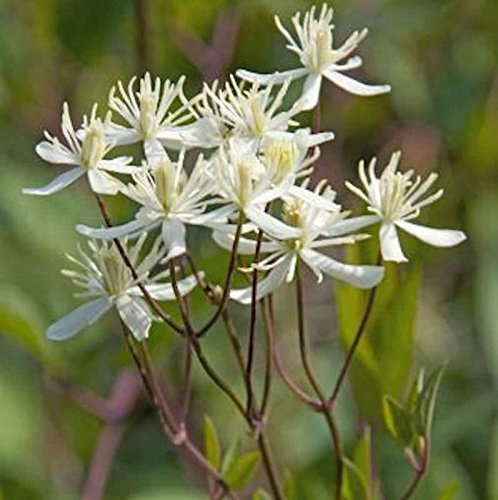 Staudenclematis Purpurea 60-80cm - Clematis recta - lebende Gartenpflanze aus den Baumschulen