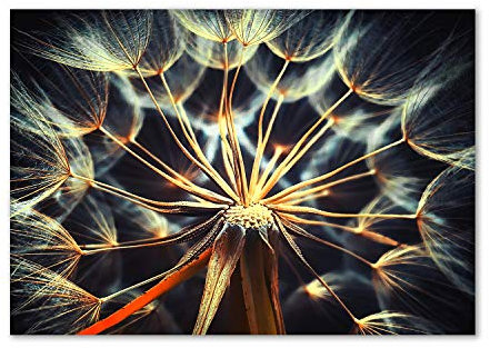Tulup Leinwandbild - Wandkunst - Drucke auf Leinwand - Leinwanddruck -100x70 cm - Blumen & Pflanzen - Braun - Pusteblume