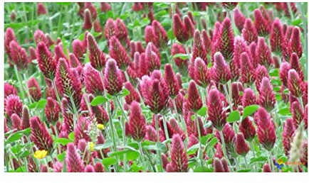 Multitanks - Trèfle Incarnat Engrais vert 500gr Vilmorin - 200m2