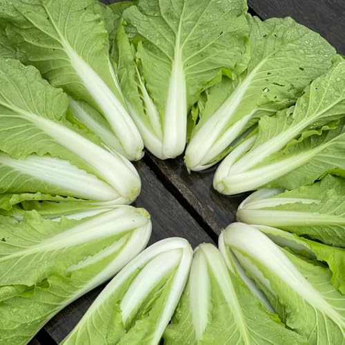 Semi di pak choi, senape cinese, balcone serra interna di copertura del terreno da interno giardino sul balcone arredamento del soggiorno 350pcs