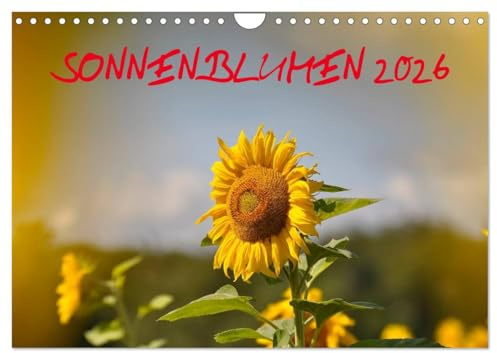 Sonnenblumen 2026 (Wandkalender 2026 DIN A4 quer), CALVENDO Monatskalender: 13 Motive mit Sonnenblumen (CALVENDO Natur)