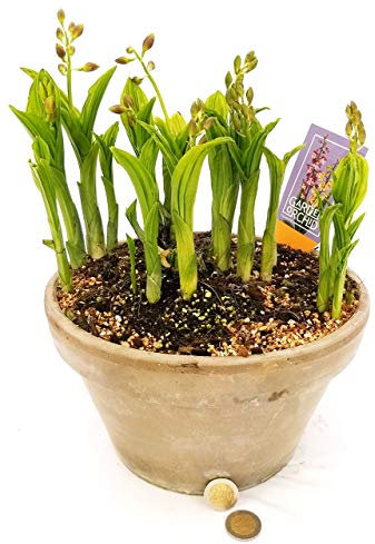 POWERS TO FLOWERS - ORCHIDEA DA GIARDINO CALANTHE ESEMPLARE, pianta vera