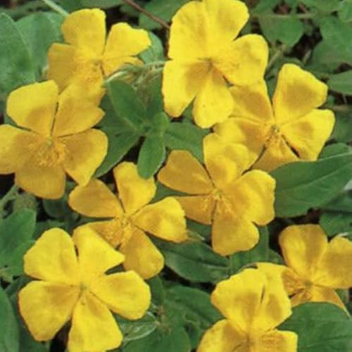 6 x Sonnenröschen 'Golden Queen' - Helianthemum 'Golden Queen': Die goldene Königin.