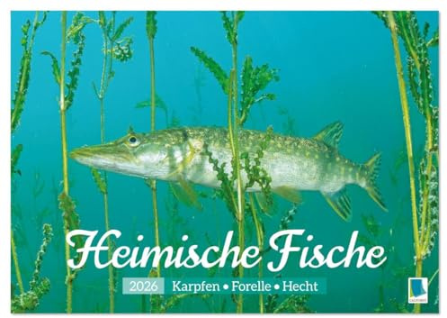 Heimische Fische: Karpfen, Forelle, Hecht (Wandkalender 2026 DIN A3 quer), CALVENDO Monatskalender: Die ganze Vielfalt der Fische in unseren heimischen Gewässern (CALVENDO Hobbys)