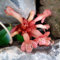 120 piezas semillas de plantas de interior de flores púbicas, Aeschynanthus, flores de balcon, plantas para jardin flores, plantas en macetas semillas de plantas, plantas en macetas