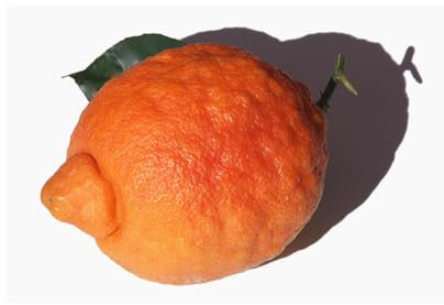 Vivai le Georgiche - Pianta vera di Limone rosso Citrus limonimedica pigmentata Limone pigmentato - vaso Ø 20 cm - altezza alla vendita 60-80 cm