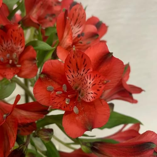 alstroemeria, gartenblumen, zimmerpflanzen kletterpflanzen winterhart, bio winterharte garten blumendeko für sonnige 65samen