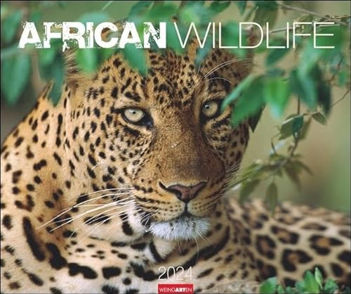 African Wildlife Kalender 2024. Die Tierwelt Afrikas in atemberaubenden Fotos festgehalten für einen großen Wandkalender. Foto-Kalender im Großformat 55x46 cm