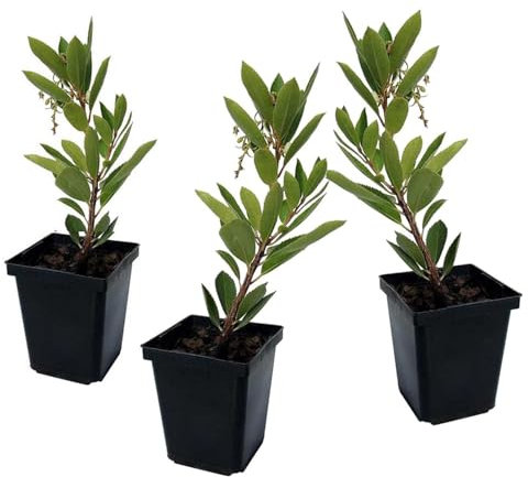 Plant in a Box - Arbutus Unedo - Erdbeerbaumpflanze - 3er Set - Topf 9cm - Höhe 25-40cm