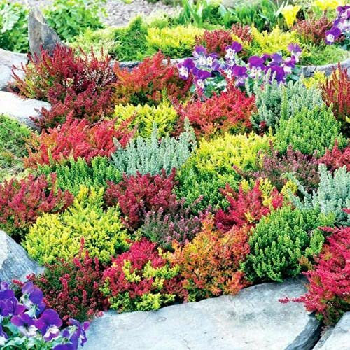 6 Mixed Heathers CALLUNA & Erica Varieties Colourful Flowering Plants